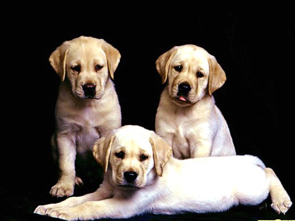 how to adopt a dog dog adoption tips ideas on adopting a dog dog adoption 600x450