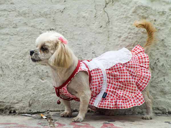 dog clothes ideas dog outdoor wear coats vests and booties dog outfits 600x450
