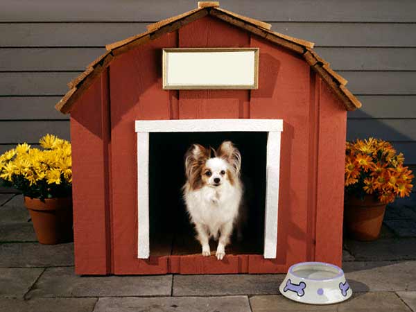 dogs house