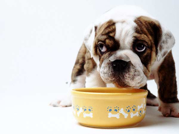 Dog Food Diet